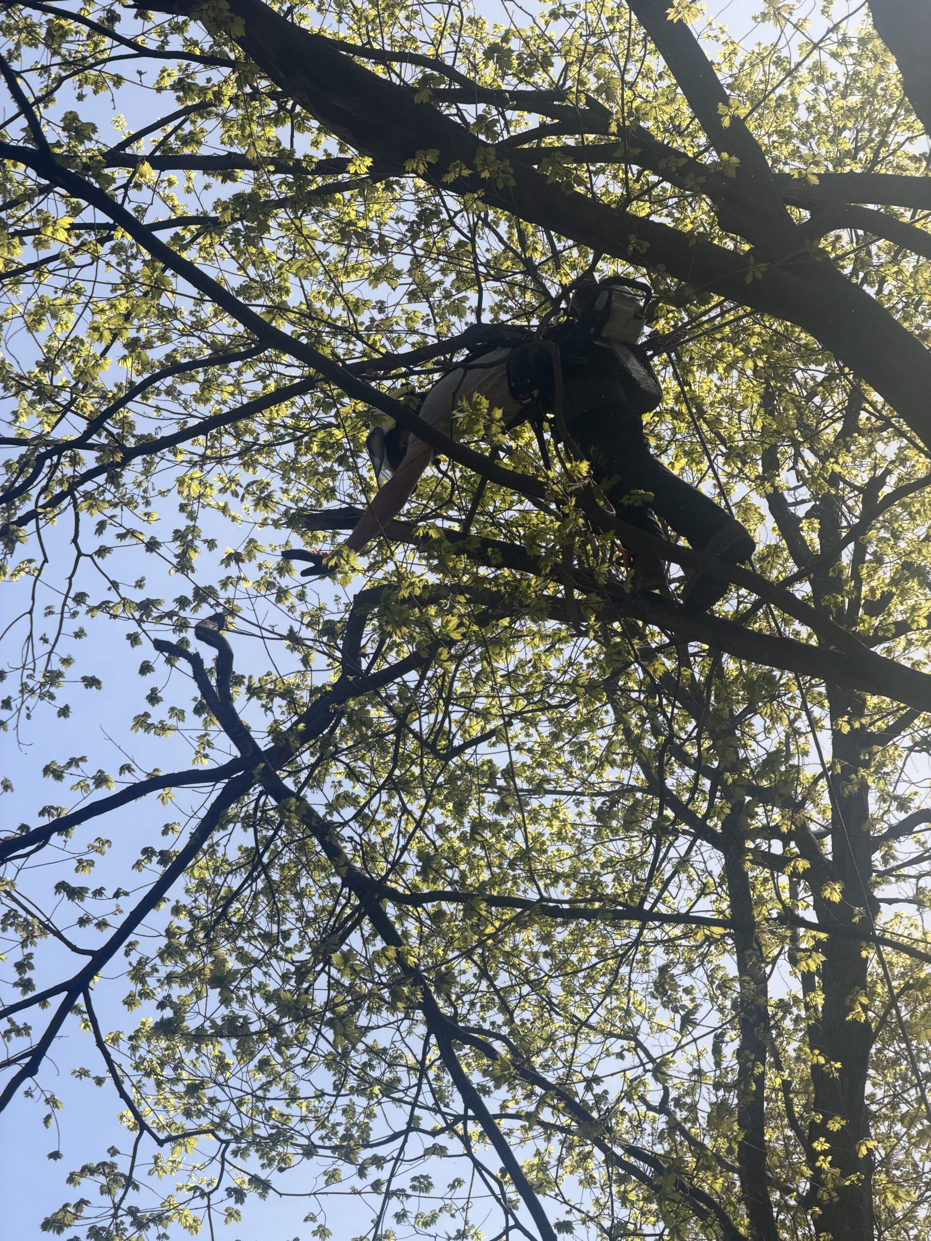 Deadwood Removal