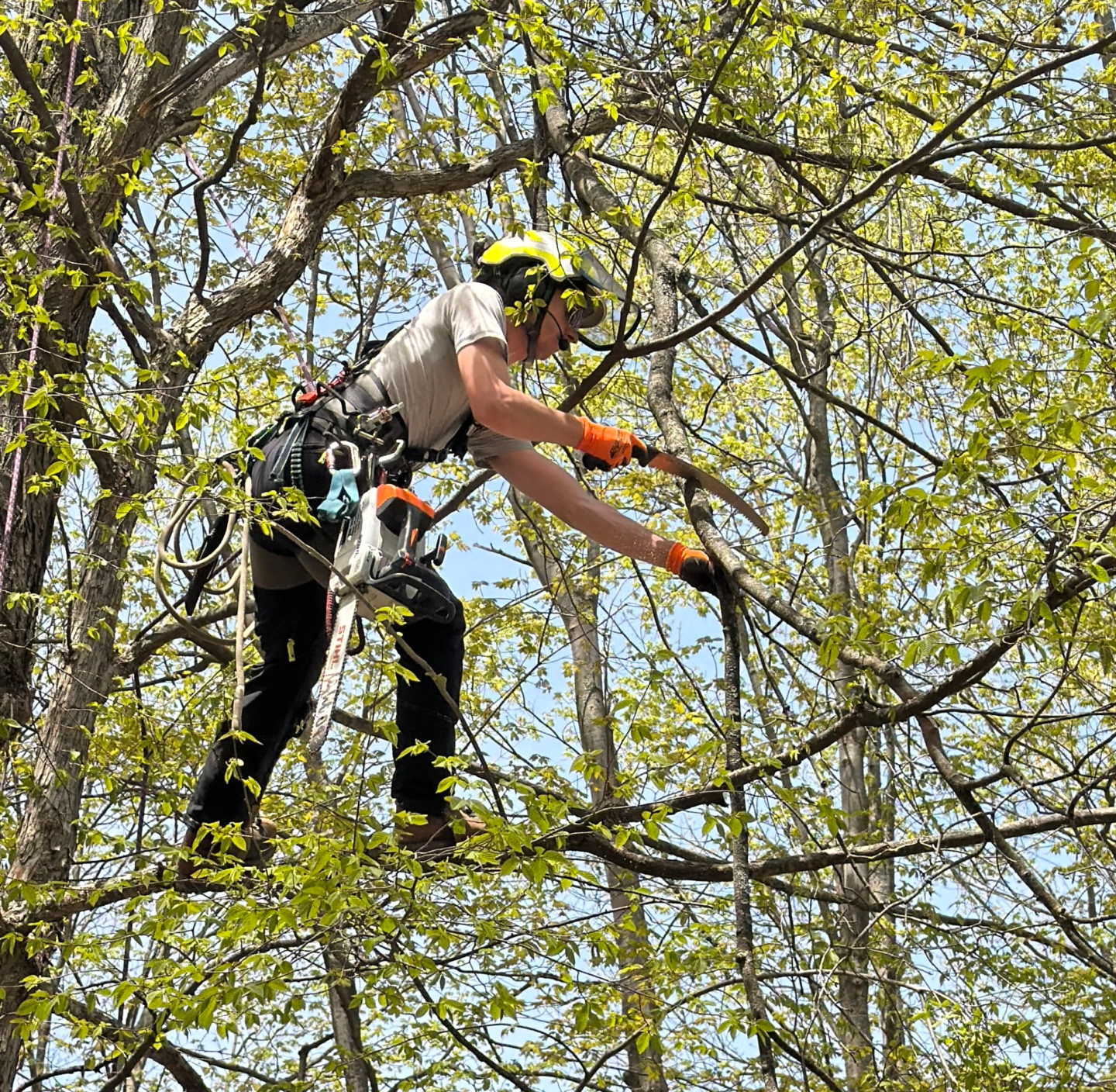 Tree Pruning & Trimming
